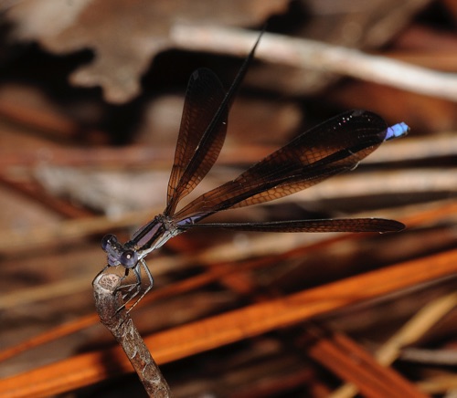 Male (Argia fumipennis fumipennis)
2009_07_08_FL